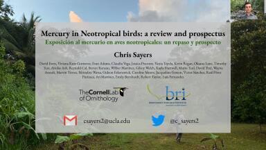 Mercury Exposure in Neotropical Birds: A Review and Prospectus